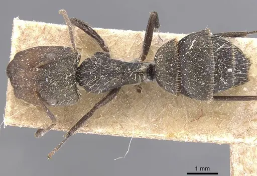 Camponotus novogranadensis specimen CASENT0911688 image casent0911688_1