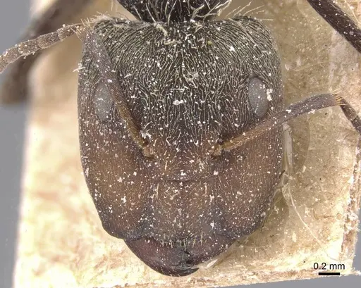 Camponotus novogranadensis specimen CASENT0911688 image casent0911688_2