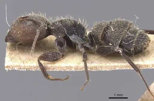 Camponotus novogranadensis specimen CASENT0911688 image casent0911688_3