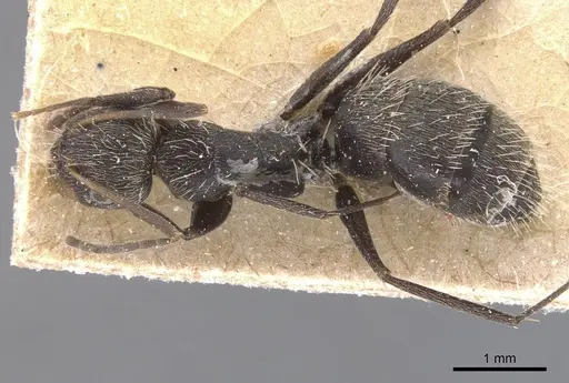 Camponotus novogranadensis specimen CASENT0911689 image casent0911689_1
