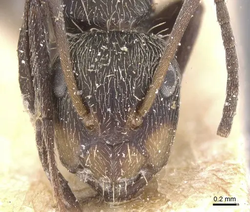 Camponotus novogranadensis specimen CASENT0911689 image casent0911689_2