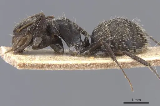 Camponotus novogranadensis specimen CASENT0911689 image casent0911689_3