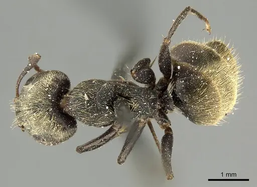 Camponotus novogranadensis specimen CASENT0915797 image casent0915797_1