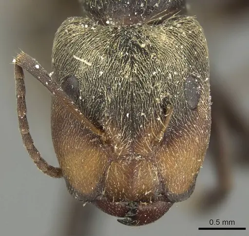 Camponotus novogranadensis specimen CASENT0915797 image casent0915797_2