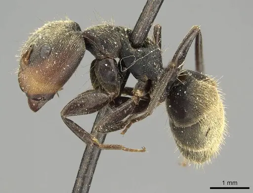 Camponotus novogranadensis specimen CASENT0915797 image casent0915797_3