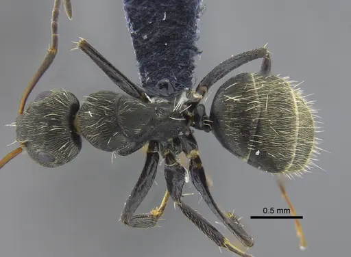 Camponotus novogranadensis specimen CBUMAGENT41778 image cbumagent41778_1