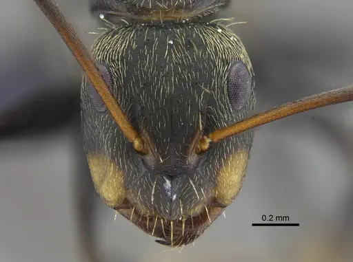 Camponotus novogranadensis specimen CBUMAGENT41778 image cbumagent41778_2