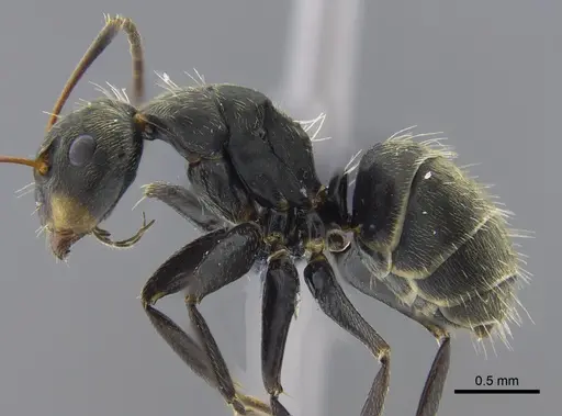 Camponotus novogranadensis specimen CBUMAGENT41778 image cbumagent41778_3