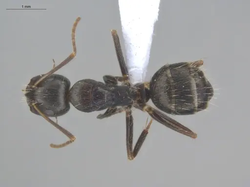 Camponotus novogranadensis specimen ECOFOG-IT14-0821-05 image ecofog-it14-0821-05_1