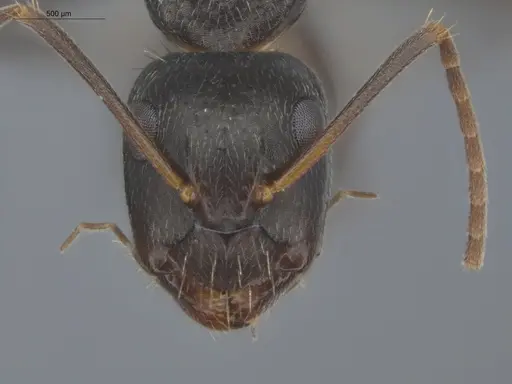 Camponotus novogranadensis specimen ECOFOG-IT14-0821-05 image ecofog-it14-0821-05_2