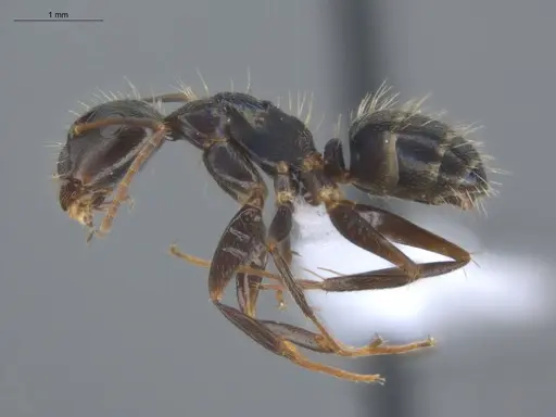 Camponotus novogranadensis specimen ECOFOG-IT14-0821-05 image ecofog-it14-0821-05_3