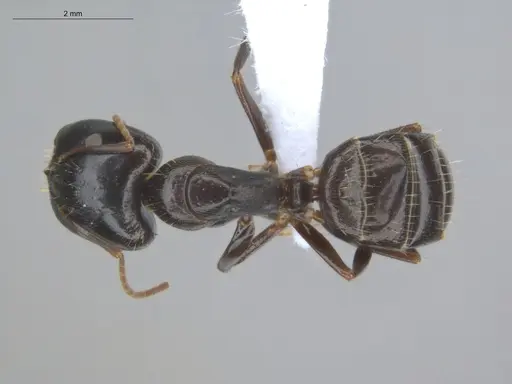 Camponotus novogranadensis specimen ECOFOG-MI15-0139-07-S image ecofog-mi15-0139-07-s_1