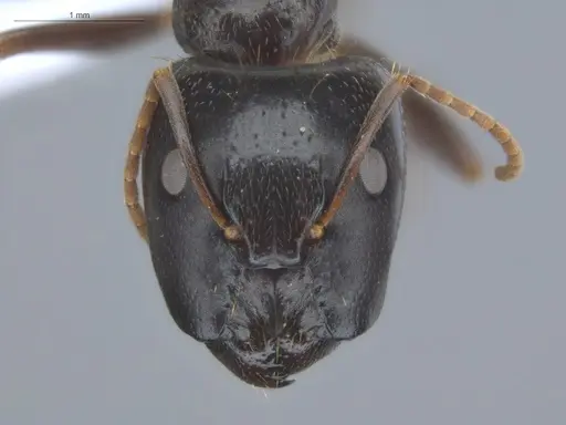 Camponotus novogranadensis specimen ECOFOG-MI15-0139-07-S image ecofog-mi15-0139-07-s_2