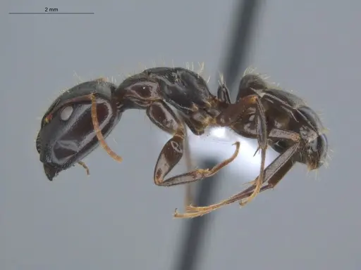 Camponotus novogranadensis specimen ECOFOG-MI15-0139-07-S image ecofog-mi15-0139-07-s_3