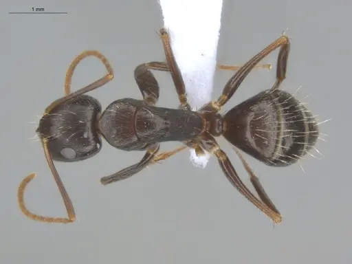 Camponotus novogranadensis specimen ECOFOG-MI15-0139-07 image ecofog-mi15-0139-07_1
