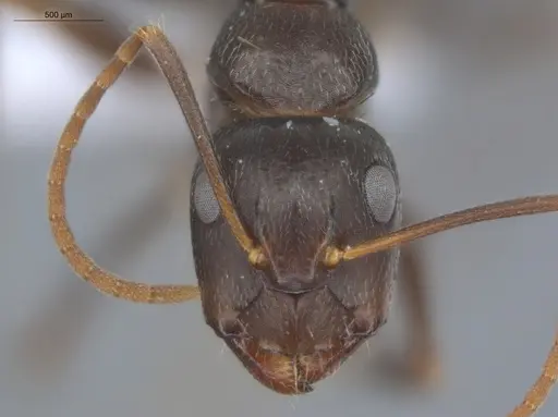Camponotus novogranadensis specimen ECOFOG-MI15-0139-07 image ecofog-mi15-0139-07_2
