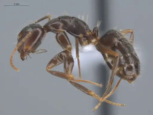Camponotus novogranadensis specimen ECOFOG-MI15-0139-07 image ecofog-mi15-0139-07_3