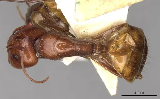Camponotus nylanderi specimen CASENT0906994 image casent0906994_1