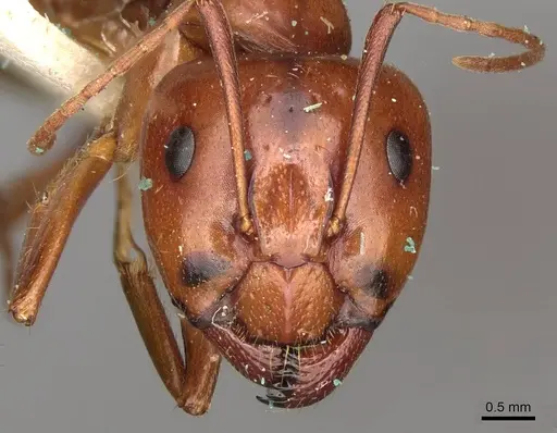 Camponotus nylanderi specimen CASENT0906994 image casent0906994_2