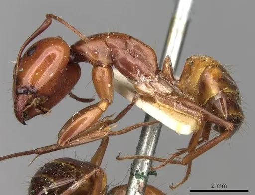 Camponotus nylanderi specimen CASENT0906994 image casent0906994_3