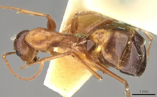 Camponotus nylanderi specimen CASENT0906995 image casent0906995_1