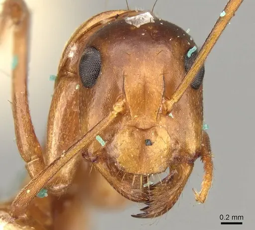 Camponotus nylanderi specimen CASENT0906995 image casent0906995_2