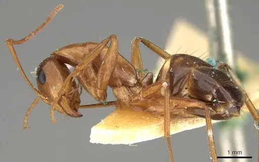 Camponotus nylanderi specimen CASENT0906995 image casent0906995_3