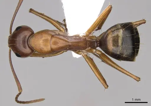Camponotus nylanderi specimen CASENT0914417 image casent0914417_1