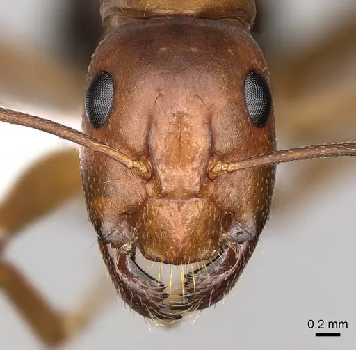 Camponotus nylanderi specimen CASENT0914417 image casent0914417_2
