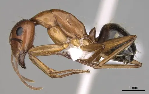 Camponotus nylanderi specimen CASENT0914417 image casent0914417_3