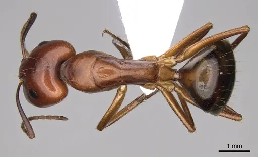 Camponotus nylanderi specimen CASENT0914418 image casent0914418_1