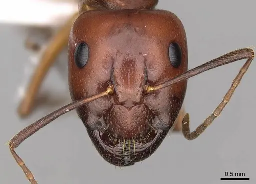 Camponotus nylanderi specimen CASENT0914418 image casent0914418_2