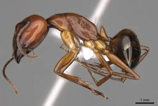 Camponotus nylanderi specimen CASENT0914418 image casent0914418_3