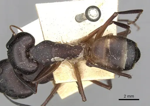 Camponotus oasium specimen CASENT0249629 image casent0249629_1