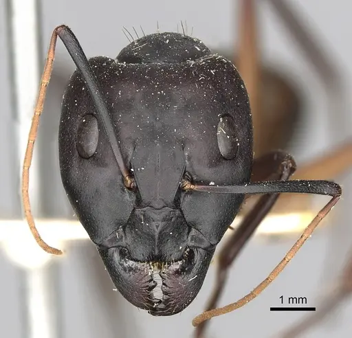 Camponotus oasium specimen CASENT0249629 image casent0249629_2