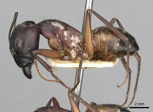 Camponotus oasium specimen CASENT0249629 image casent0249629_3