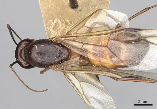 Camponotus oasium specimen CASENT0249885 image casent0249885_1