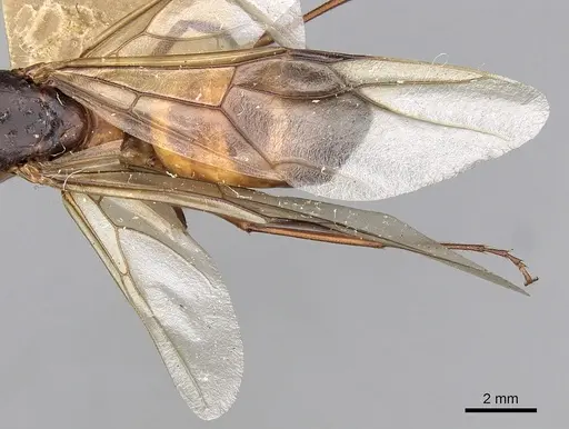 Camponotus oasium specimen CASENT0249885 image casent0249885_2