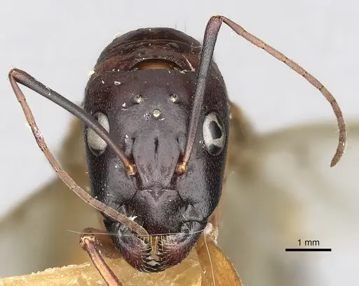 Camponotus oasium specimen CASENT0249885 image casent0249885_3