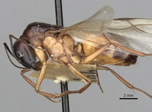 Camponotus oasium specimen CASENT0249885 image casent0249885_4