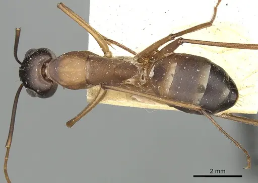 Camponotus oasium specimen CASENT0249907 image casent0249907_1