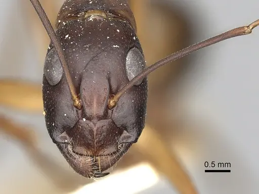 Camponotus oasium specimen CASENT0249907 image casent0249907_2