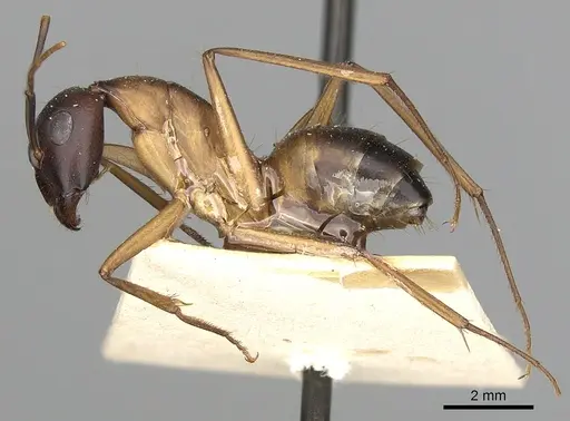 Camponotus oasium specimen CASENT0249907 image casent0249907_3
