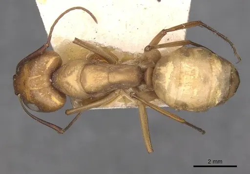 Camponotus oasium specimen CASENT0910314 image casent0910314_1