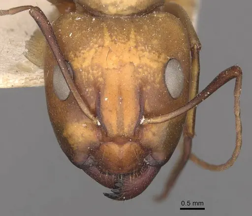 Camponotus oasium specimen CASENT0910314 image casent0910314_2