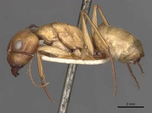 Camponotus oasium specimen CASENT0910314 image casent0910314_3