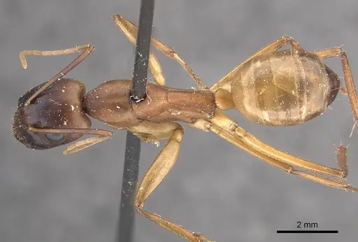 Camponotus oasium specimen CASENT0911141 image casent0911141_1
