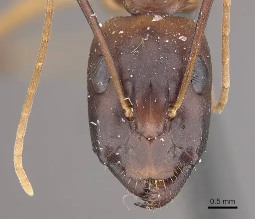 Camponotus oasium specimen CASENT0911141 image casent0911141_2