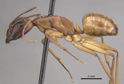 Camponotus oasium specimen CASENT0911141 image casent0911141_3