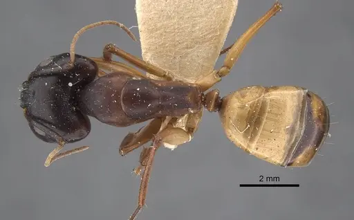 Camponotus oasium specimen CASENT0917221 image casent0917221_1